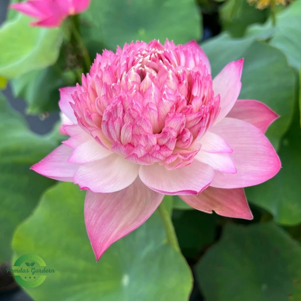 Flower 4