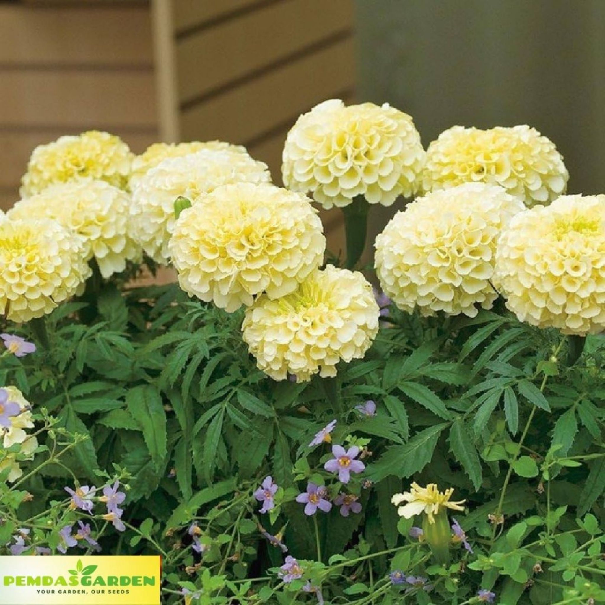 Flower 5