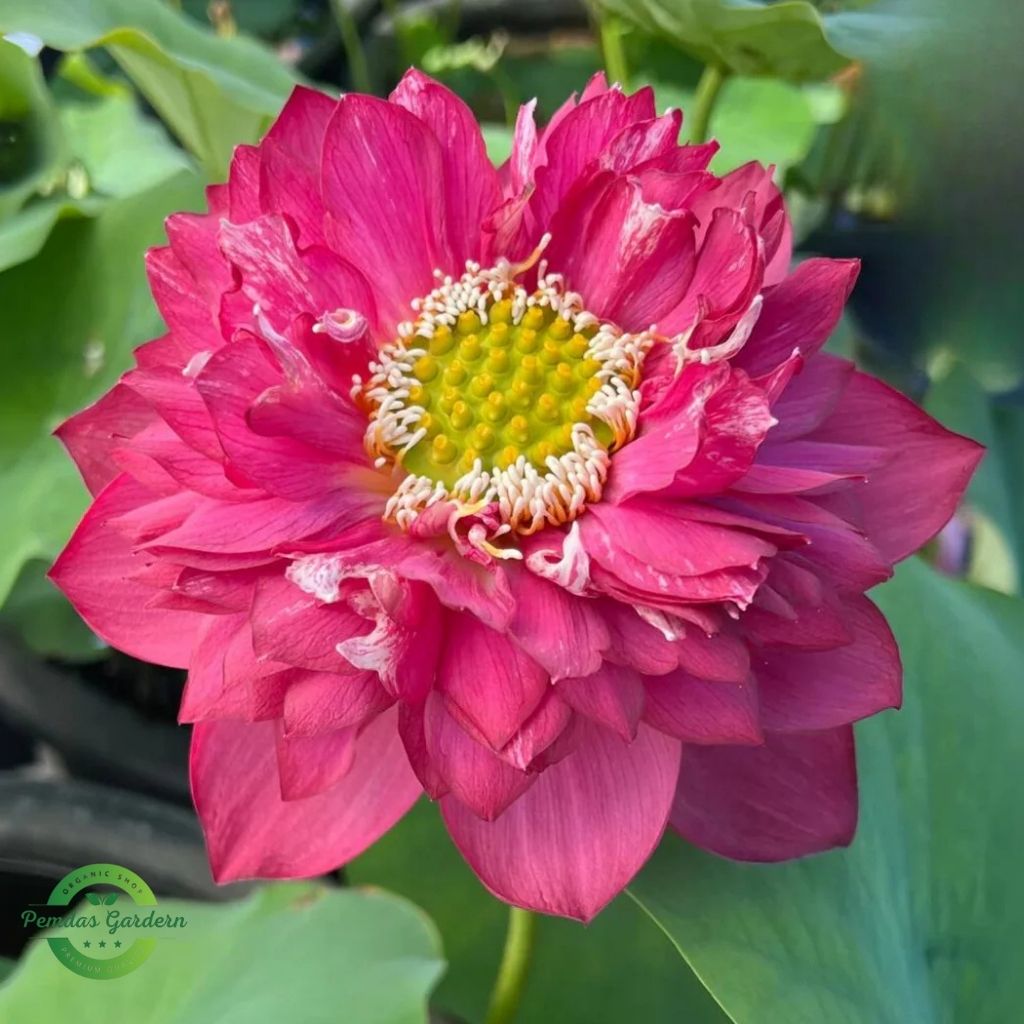 Flower 2
