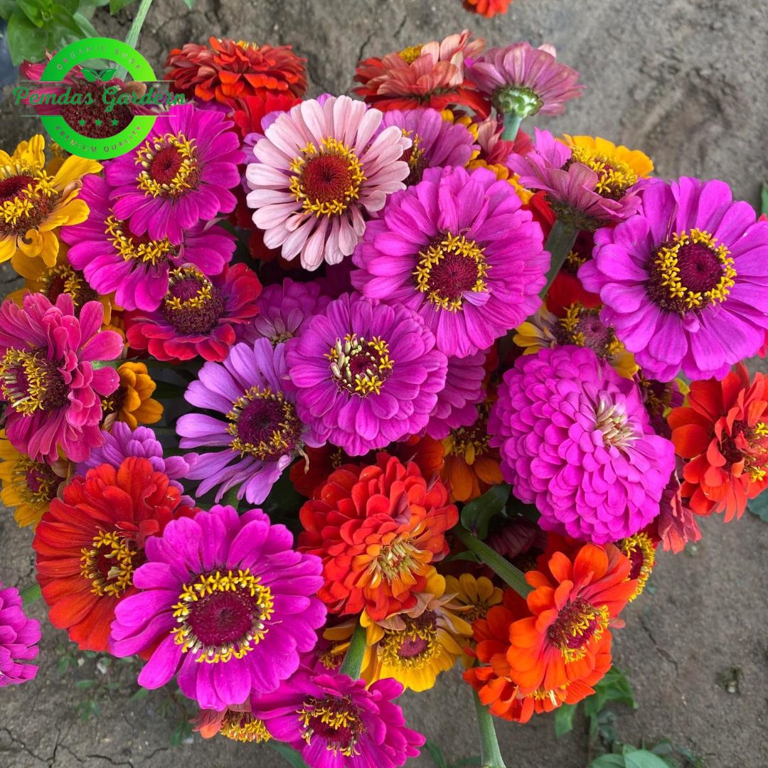 Zinnias