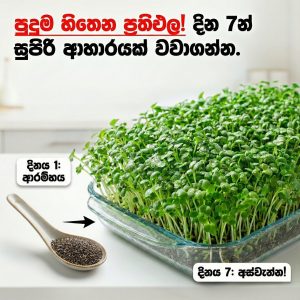 premium chia seeds for planting (20g) චියා බීජ