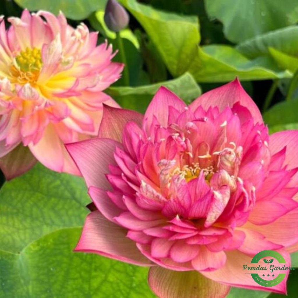 chinese lark lotus seeds 25 seed pack chinese lark lotus seeds 25 seed pack