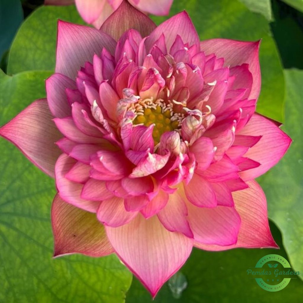 chinese lark lotus seeds 25 seed pack chinese lark lotus seeds 25 seed pack