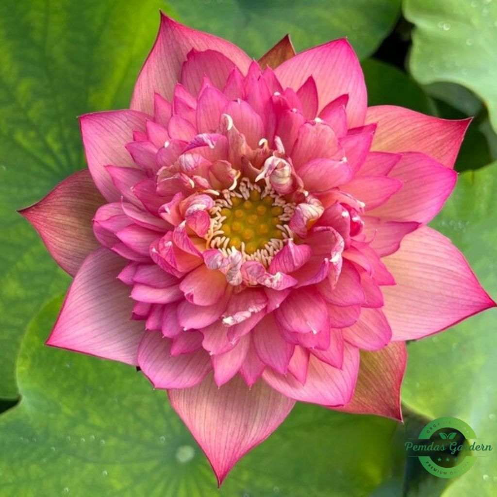 chinese lark lotus seeds 25 seed pack chinese lark lotus seeds 25 seed pack