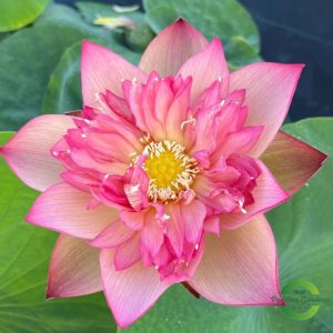 Home chinese lark lotus seeds 25 seed pack