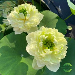 Home golden glow lotus seeds 25 seed pack