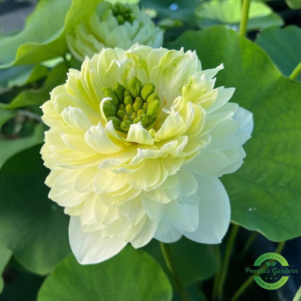 golden glow lotus seeds 25 seed pack golden glow lotus seeds 25 seed pack