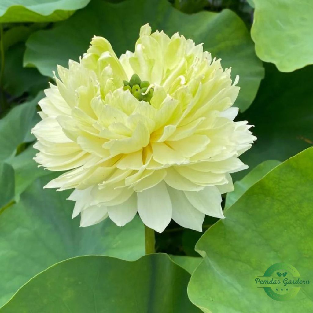 golden glow lotus seeds 25 seed pack golden glow lotus seeds 25 seed pack