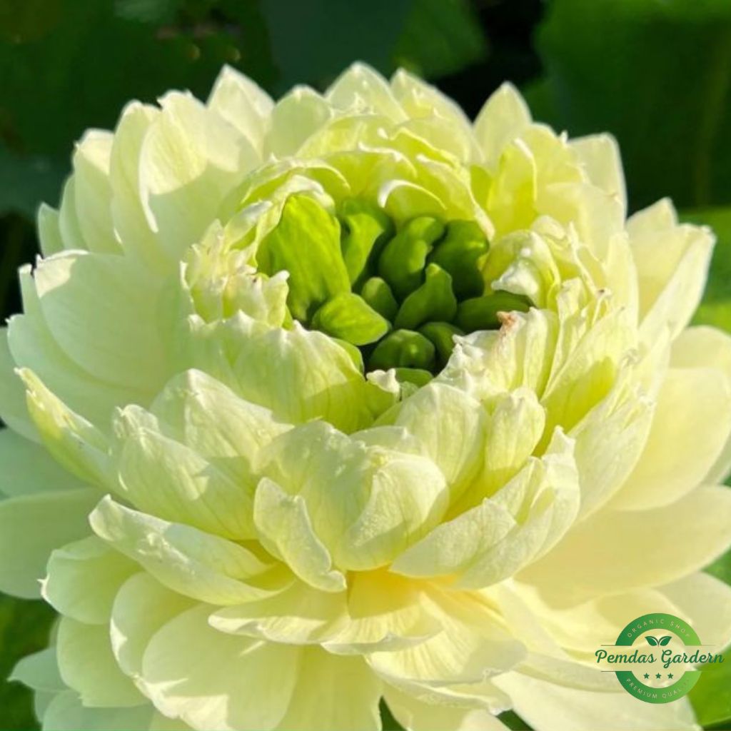 golden glow lotus seeds 25 seed pack golden glow lotus seeds 25 seed pack